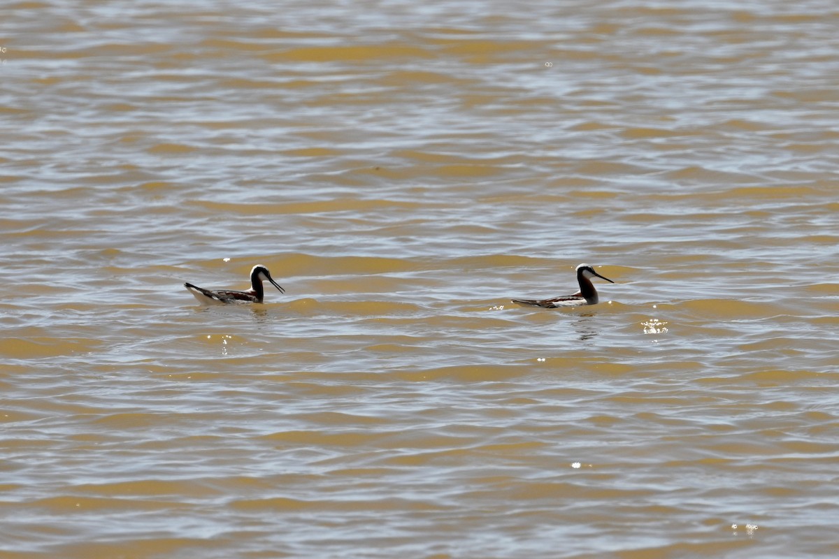 Phalarope de Wilson - ML635735566