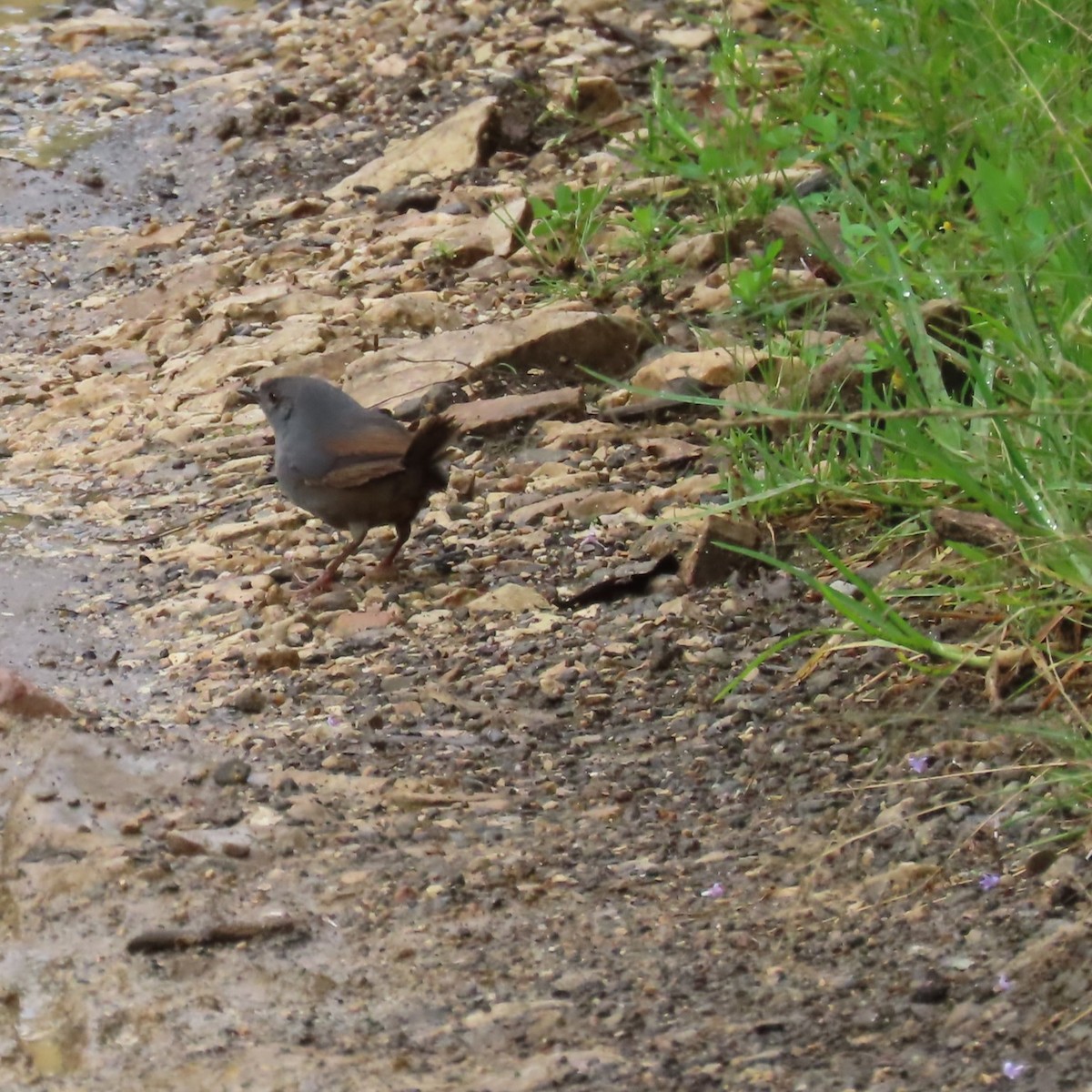 Unicolored Tapaculo - ML635735611
