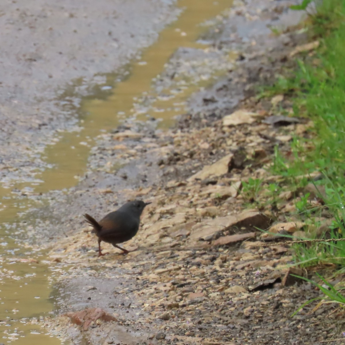 Unicolored Tapaculo - ML635735612