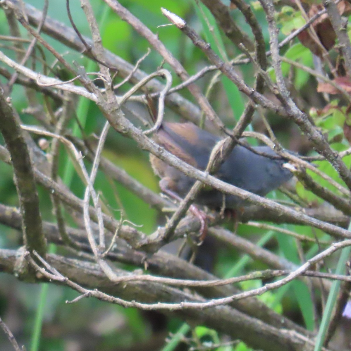 Unicolored Tapaculo - ML635735614
