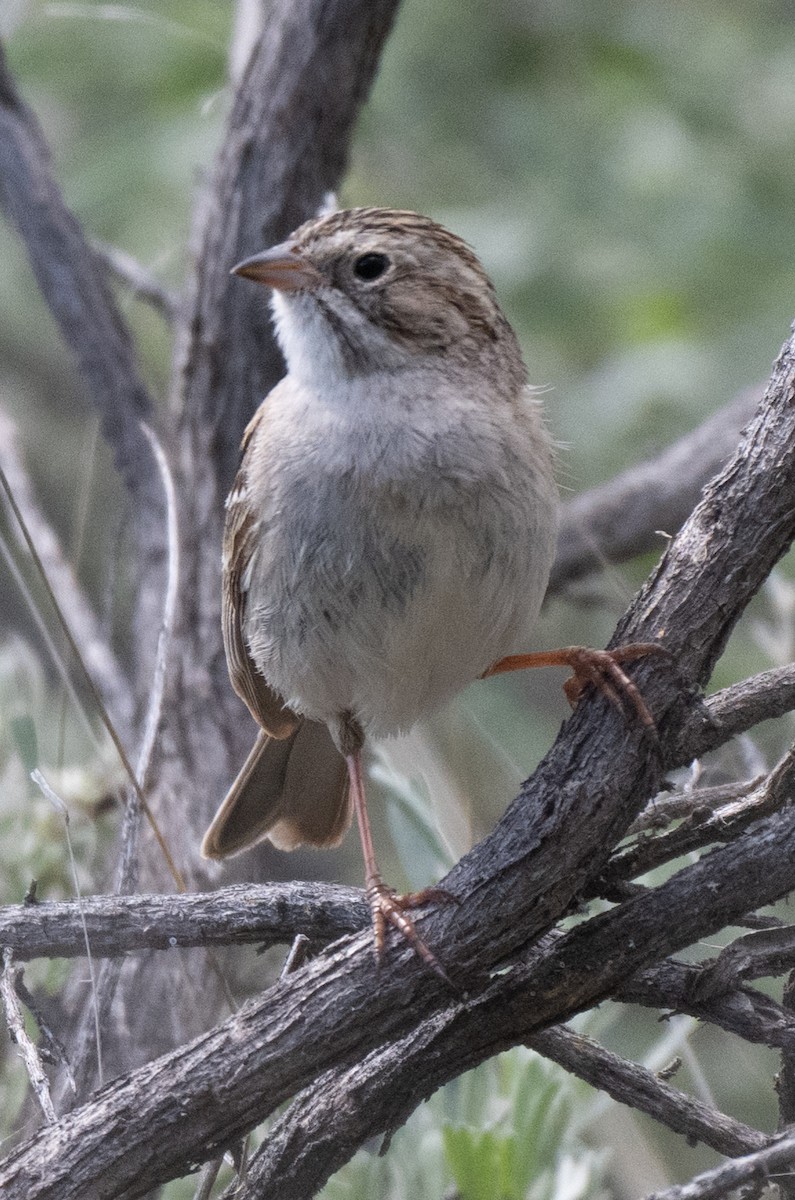 Brewer's Sparrow - ML635735682