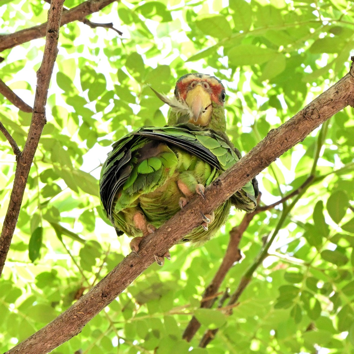 White-fronted Amazon - ML635735718