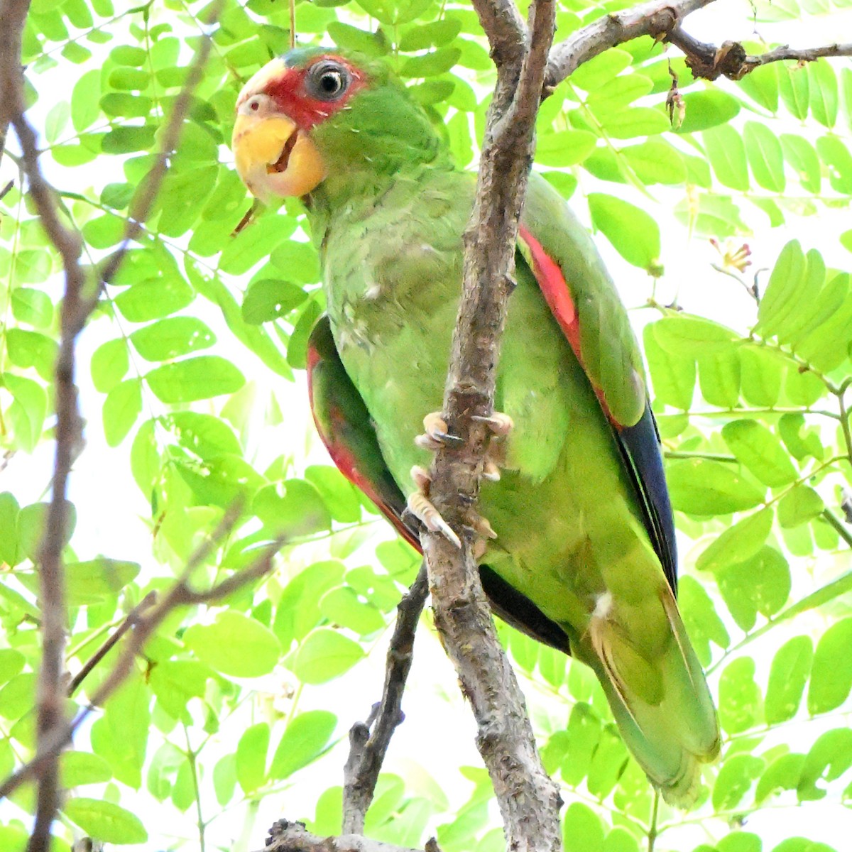 White-fronted Amazon - ML635735719