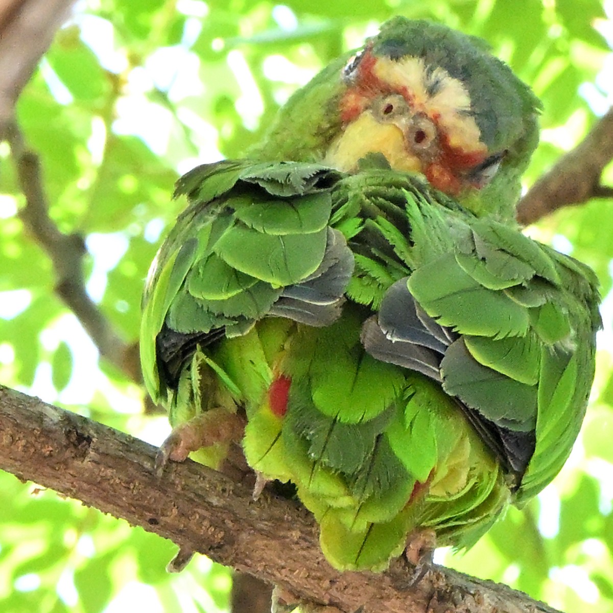 White-fronted Amazon - ML635735720