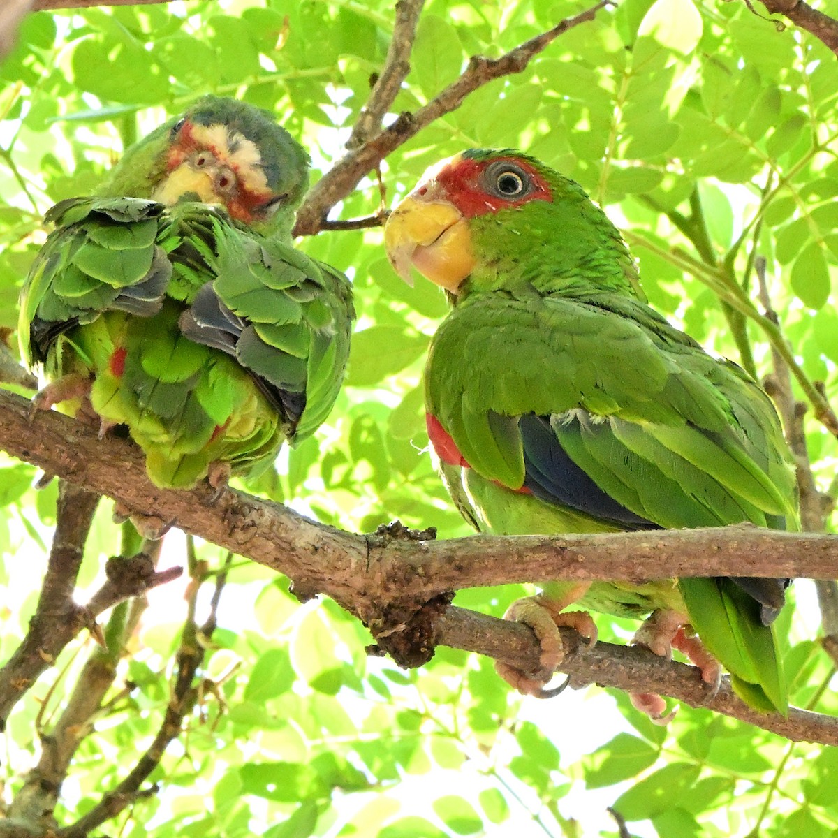 White-fronted Amazon - ML635735721