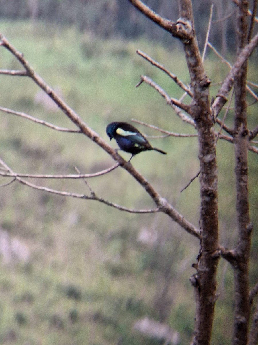 Blue-necked Tanager - ML635735724
