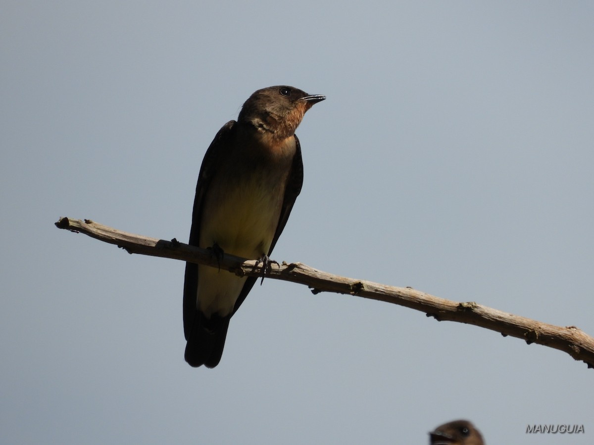 Southern Rough-winged Swallow - ML635735806