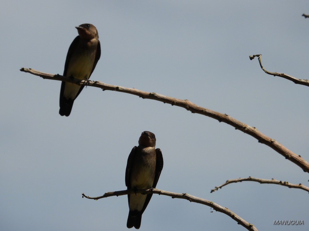 Southern Rough-winged Swallow - ML635735807