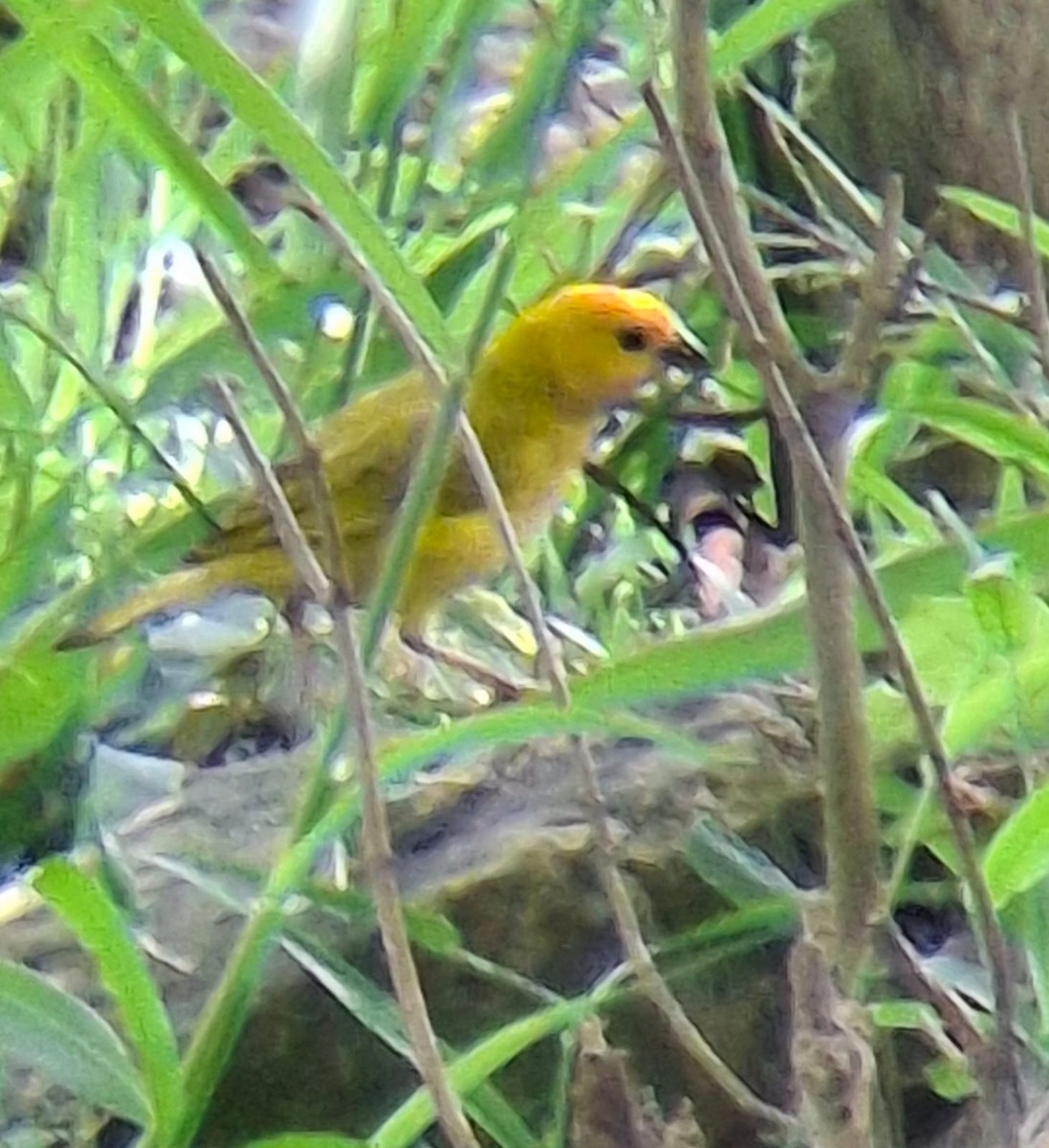 Saffron Finch - ML635735843