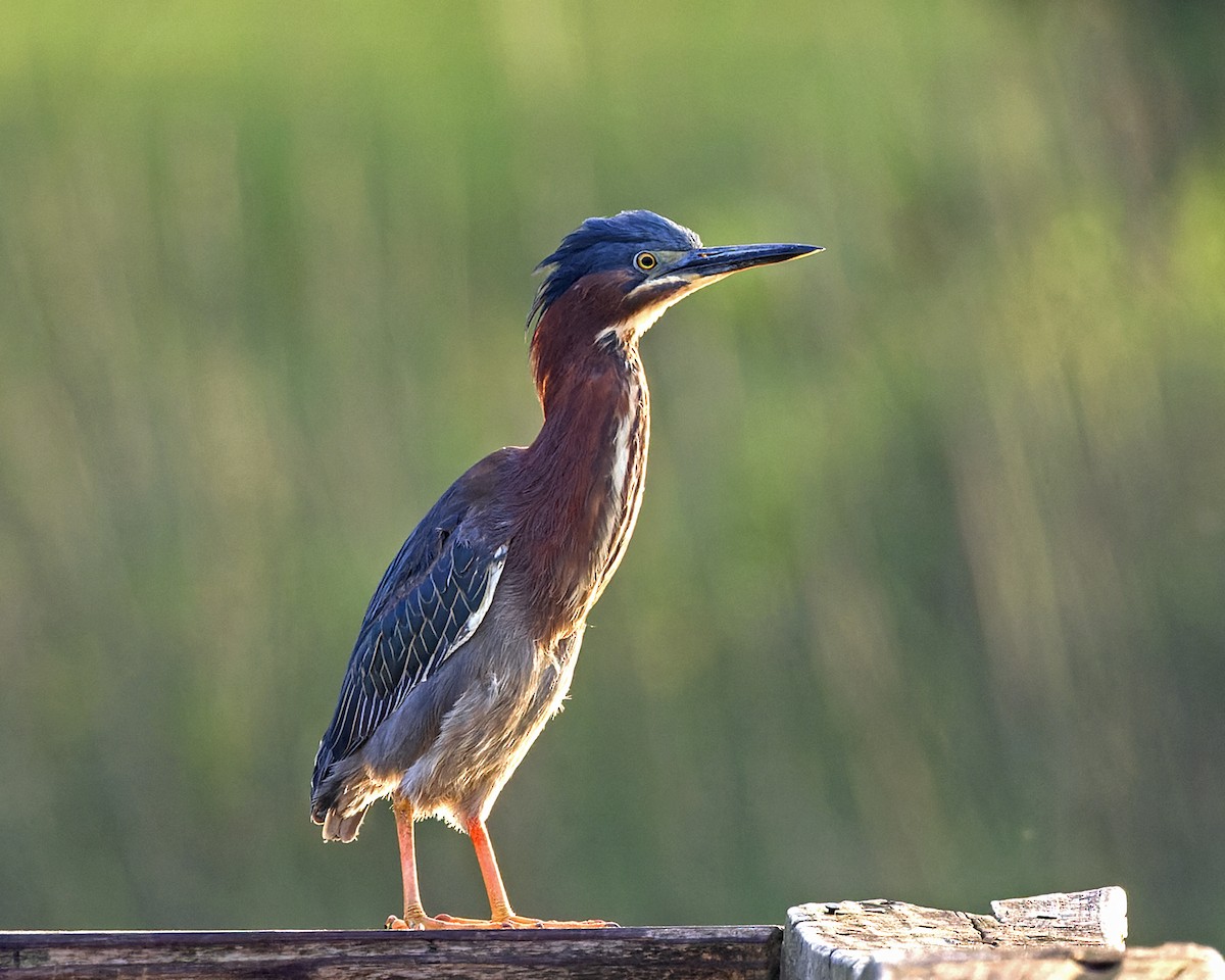 Green Heron - ML635735849