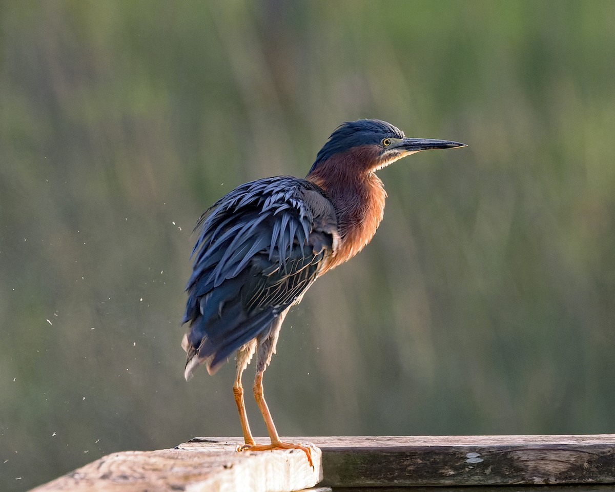 Green Heron - ML635735850
