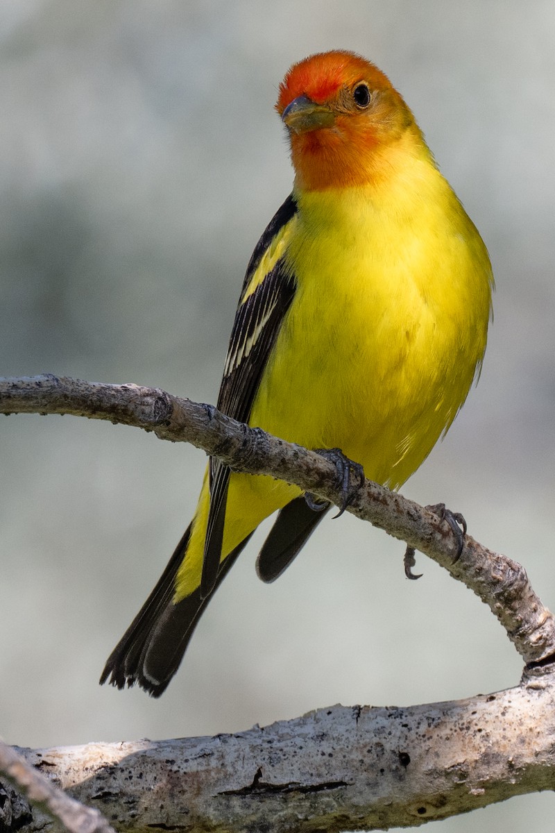 Western Tanager - ML635735855