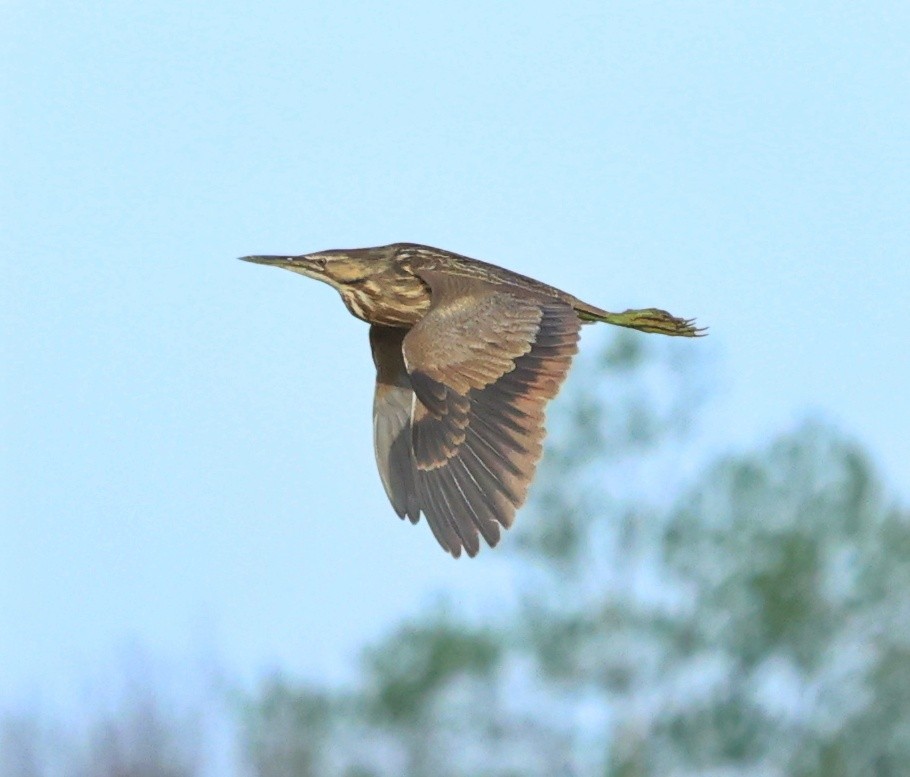 American Bittern - ML635735865