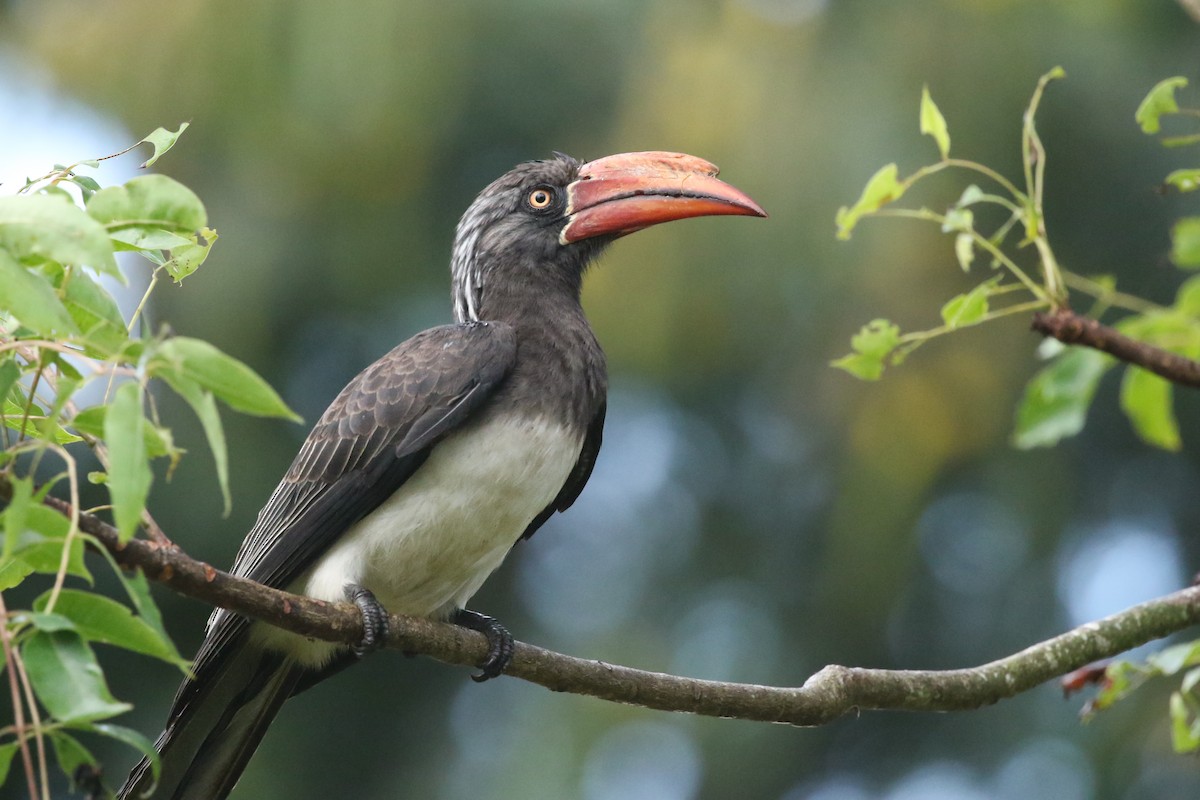 Crowned Hornbill - ML635735997
