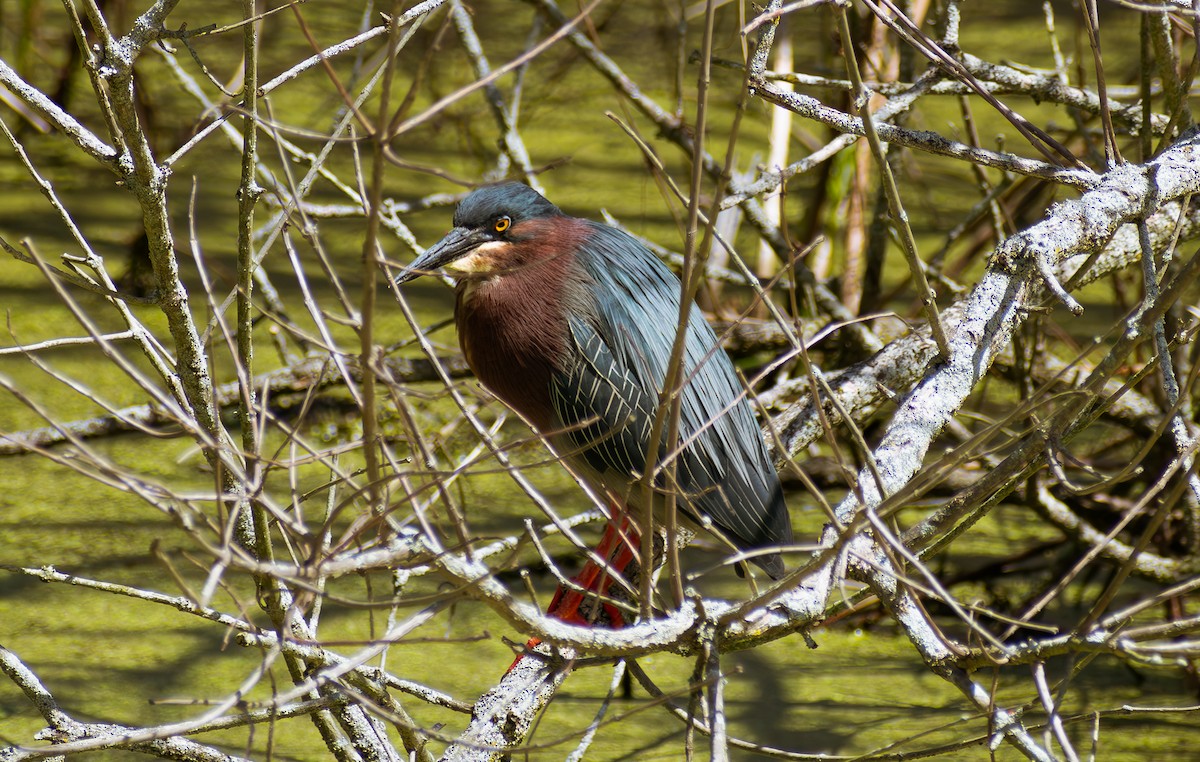 Green Heron - ML635736021
