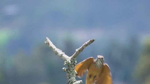 Streak-throated Bush-Tyrant - ML635736038