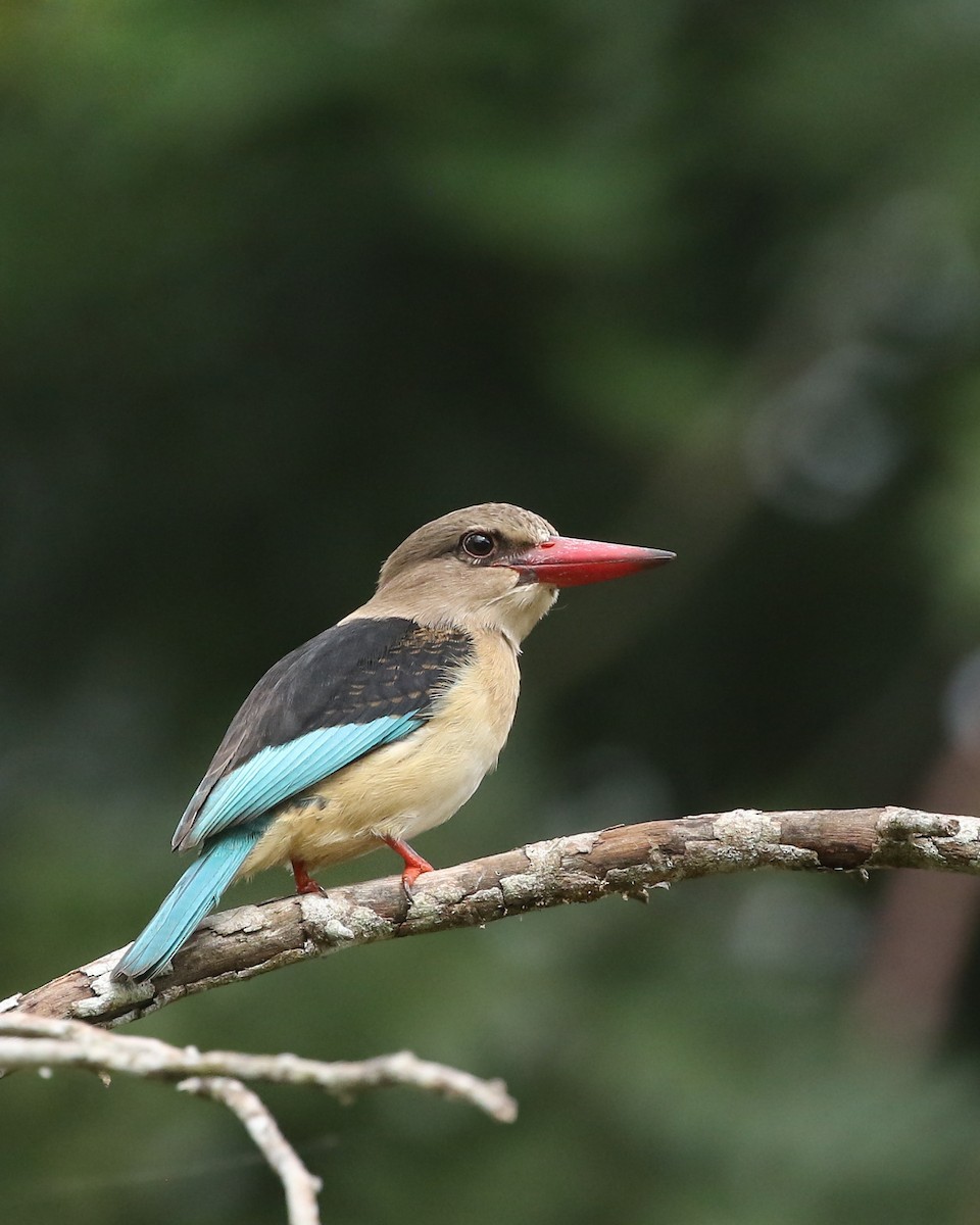 Brown-hooded Kingfisher - ML635736039