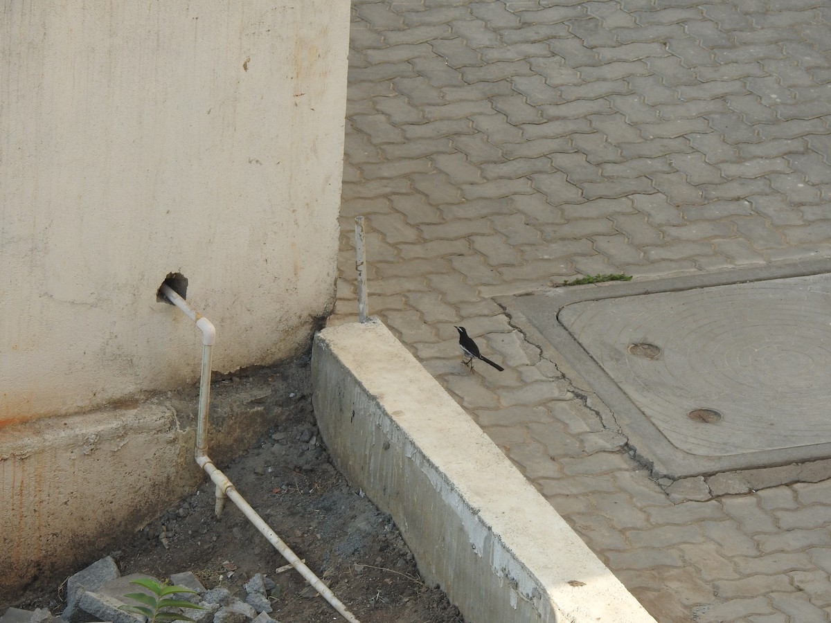 White-browed Wagtail - ML635736076