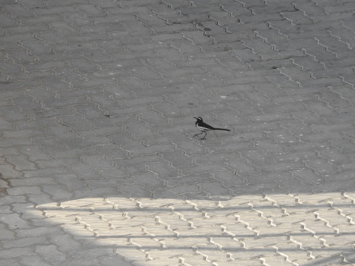 White-browed Wagtail - ML635736077