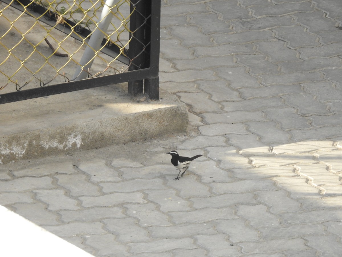 White-browed Wagtail - ML635736078