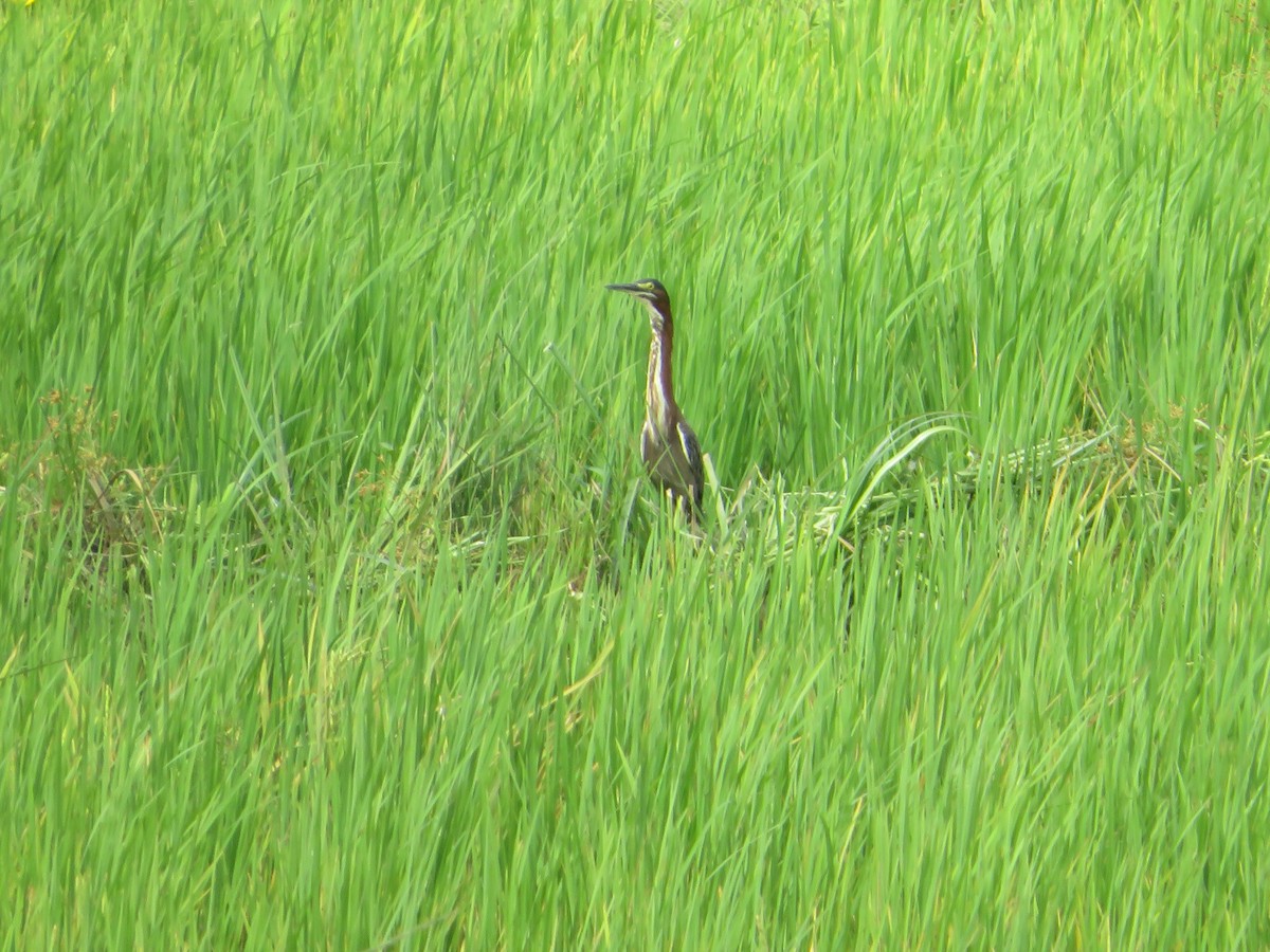 Green Heron - ML635736081