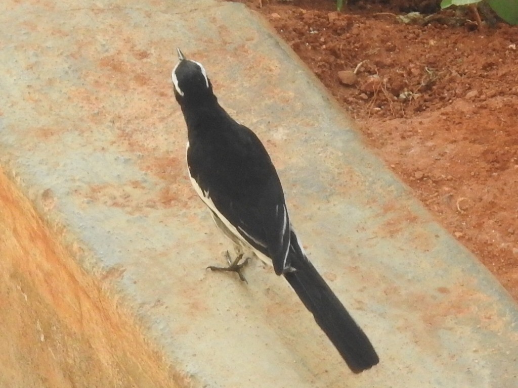 White-browed Wagtail - ML635736089