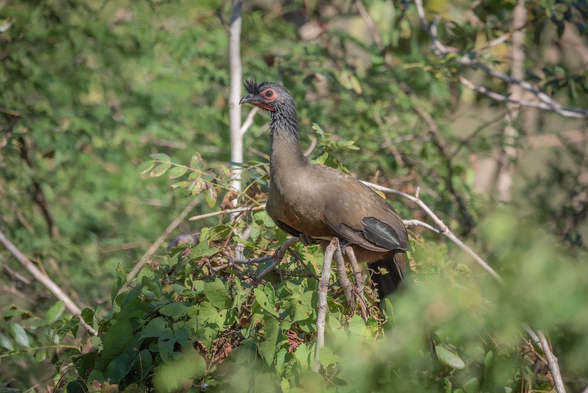 Rufous-bellied Chachalaca - ML635736092