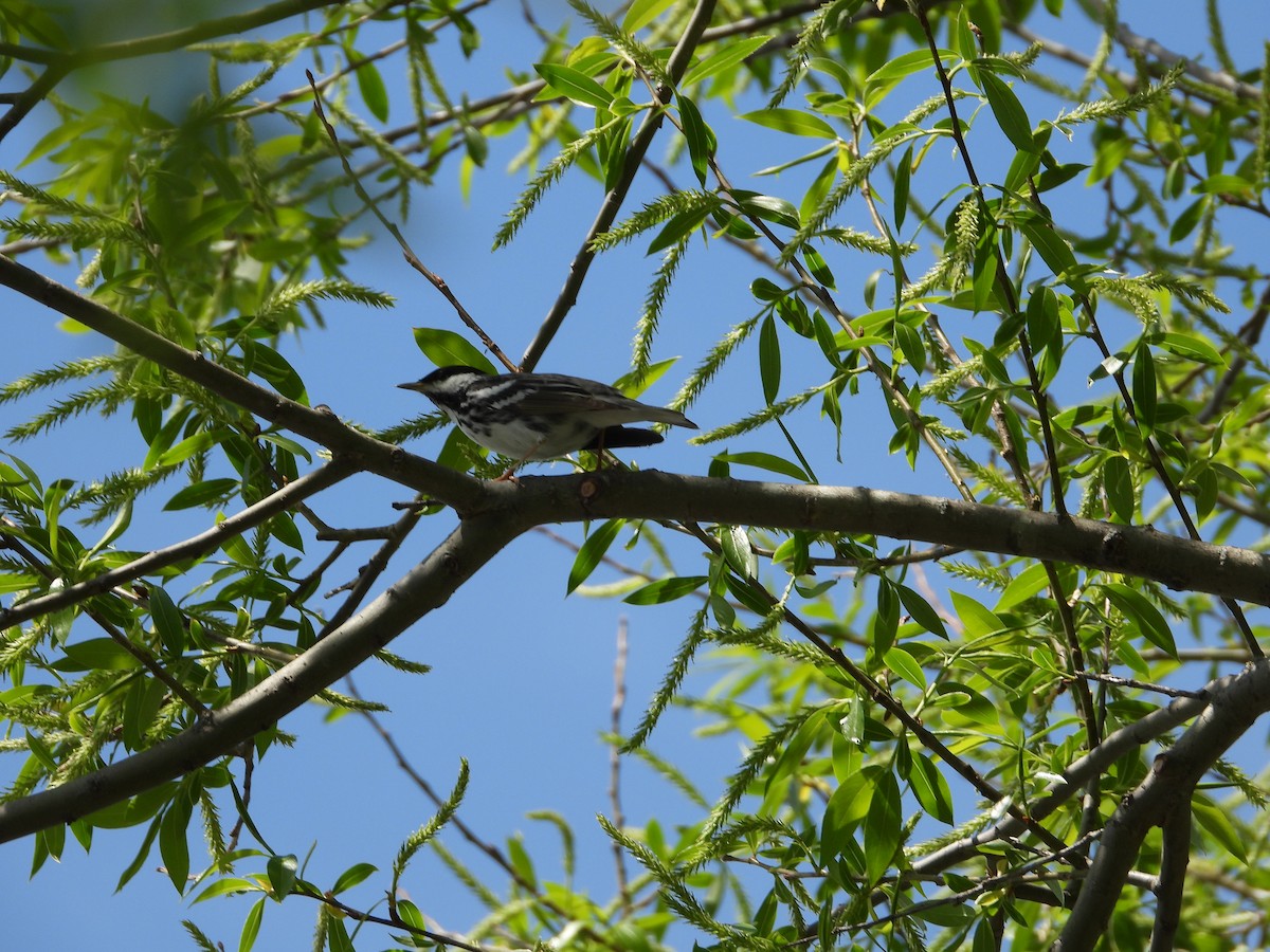 Blackpoll Warbler - ML635736126