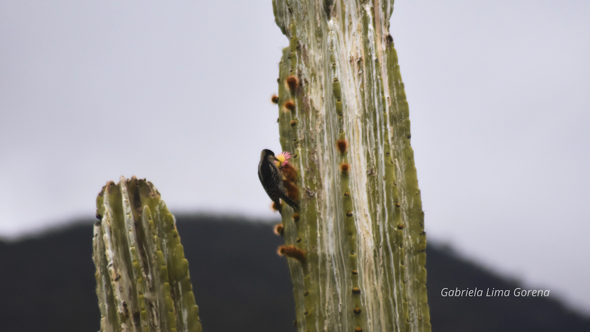 White-fronted Woodpecker - ML635736284