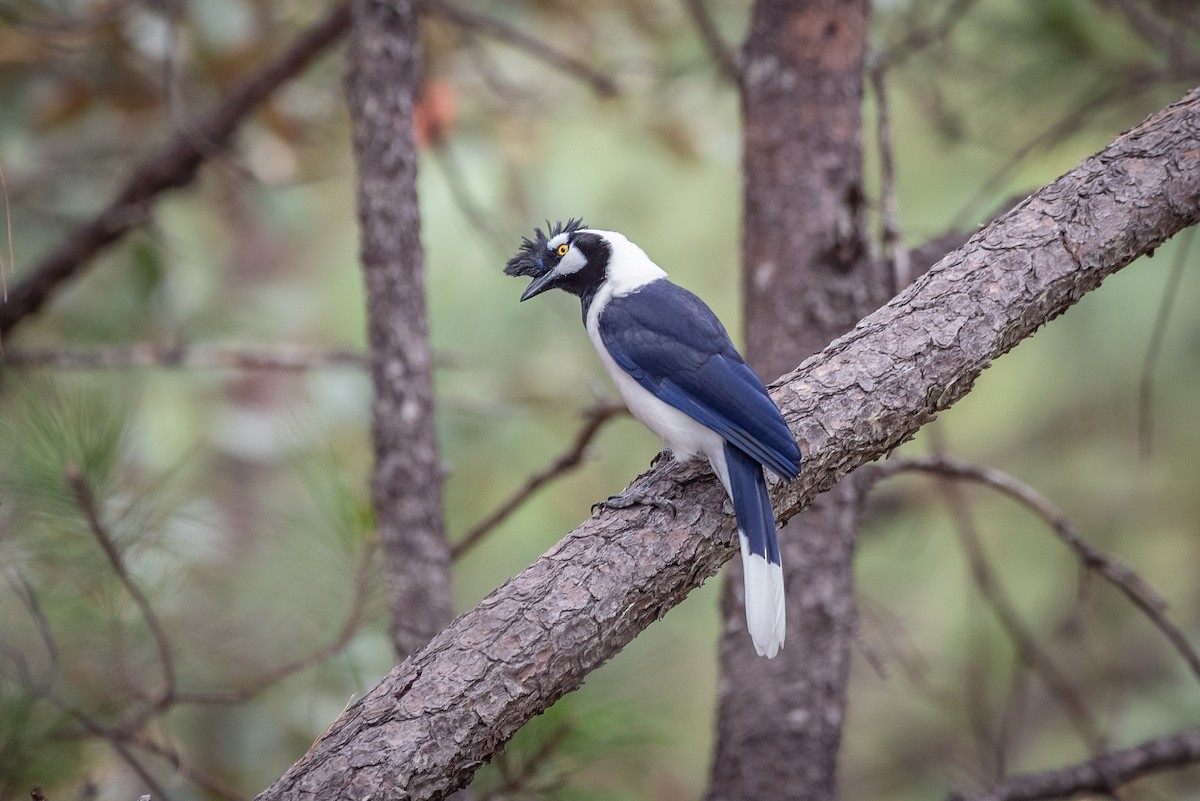 Tufted Jay - ML635736311