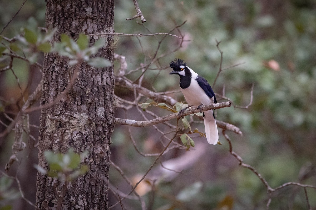 Tufted Jay - ML635736312