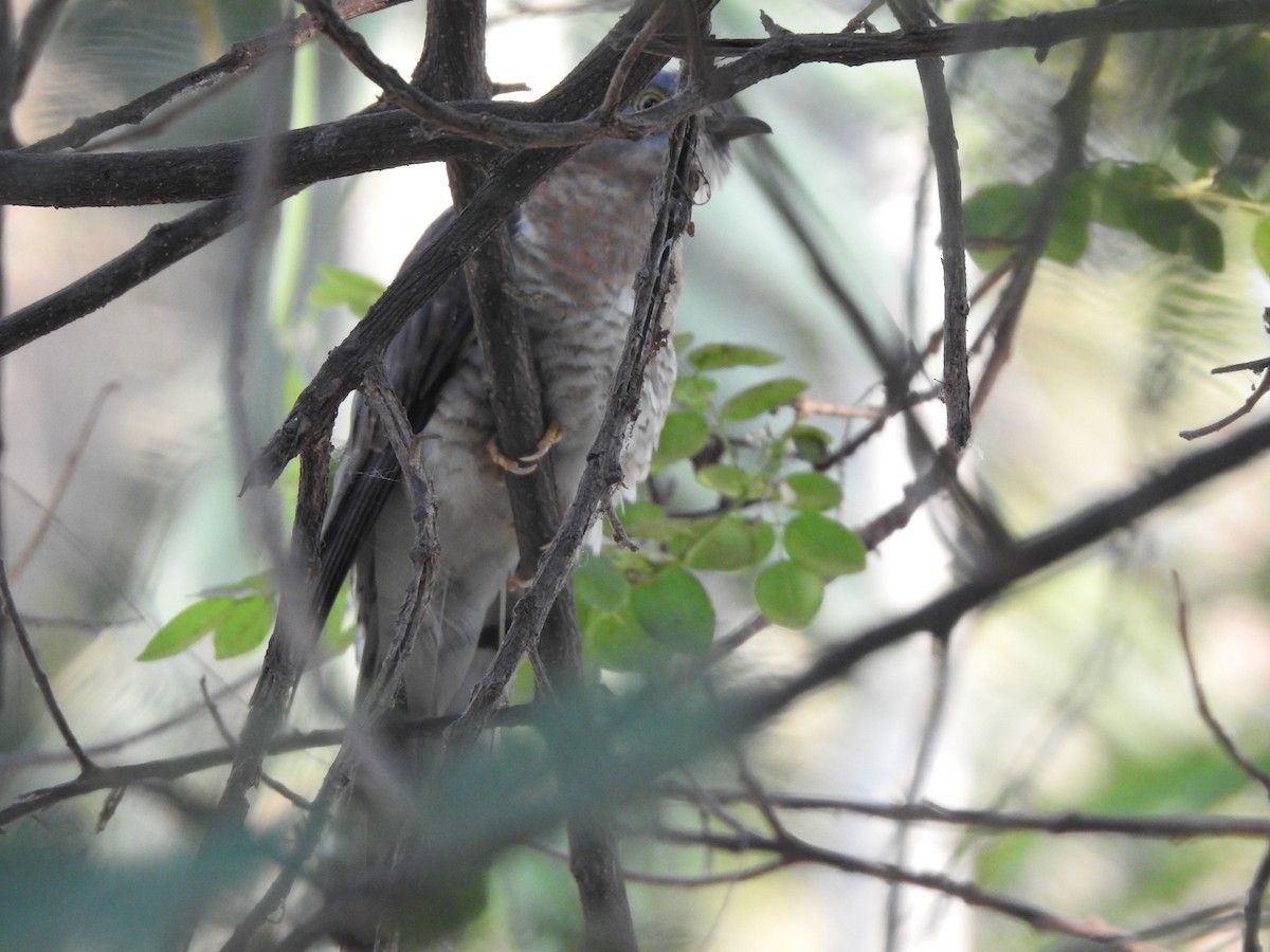 Common Hawk-Cuckoo - ML635736351
