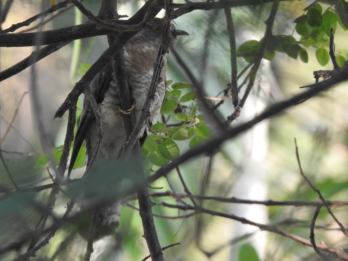 Common Hawk-Cuckoo - ML635736352