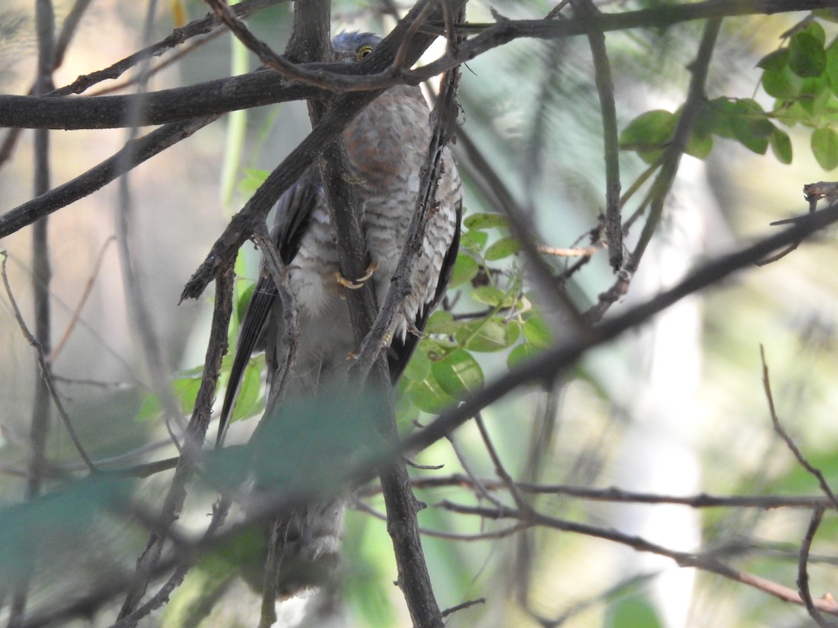 Common Hawk-Cuckoo - ML635736353