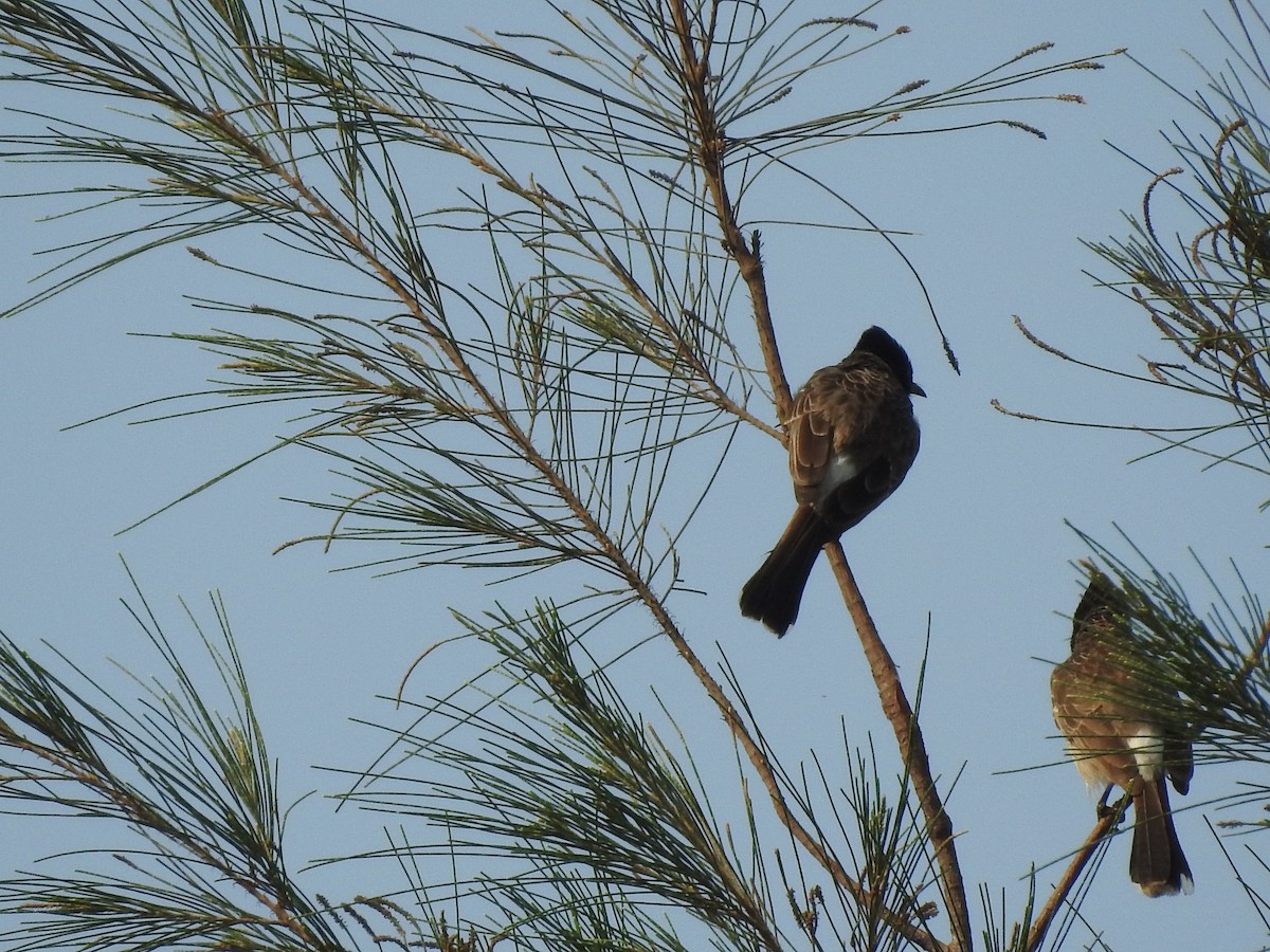 Red-vented Bulbul - ML635736387
