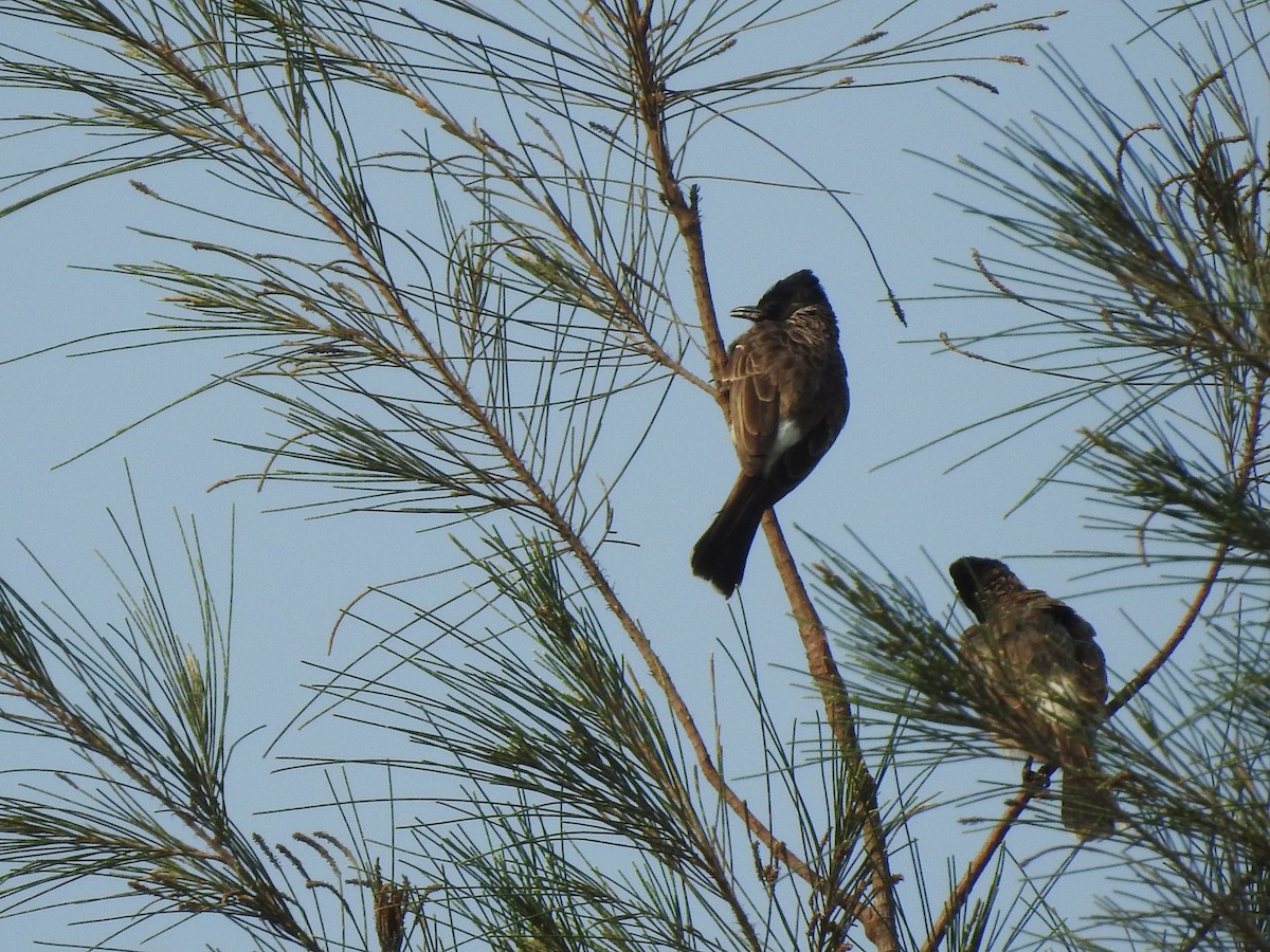 Red-vented Bulbul - ML635736389