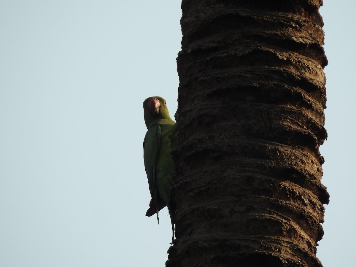 Rose-ringed Parakeet - ML635736404