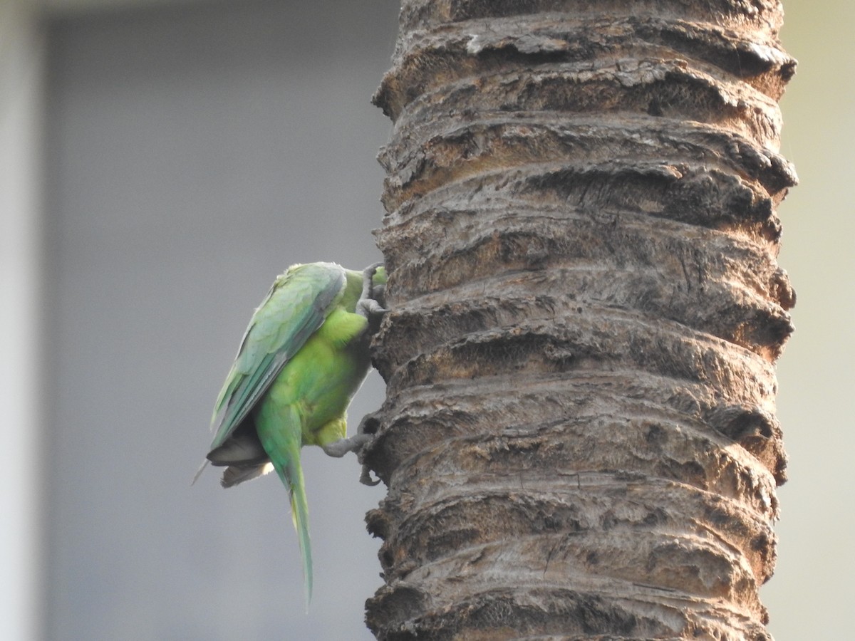 Rose-ringed Parakeet - ML635736405