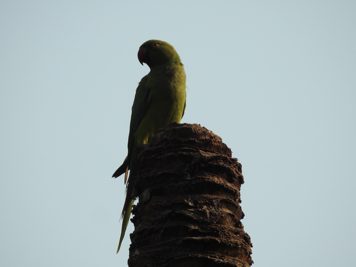 Rose-ringed Parakeet - ML635736406