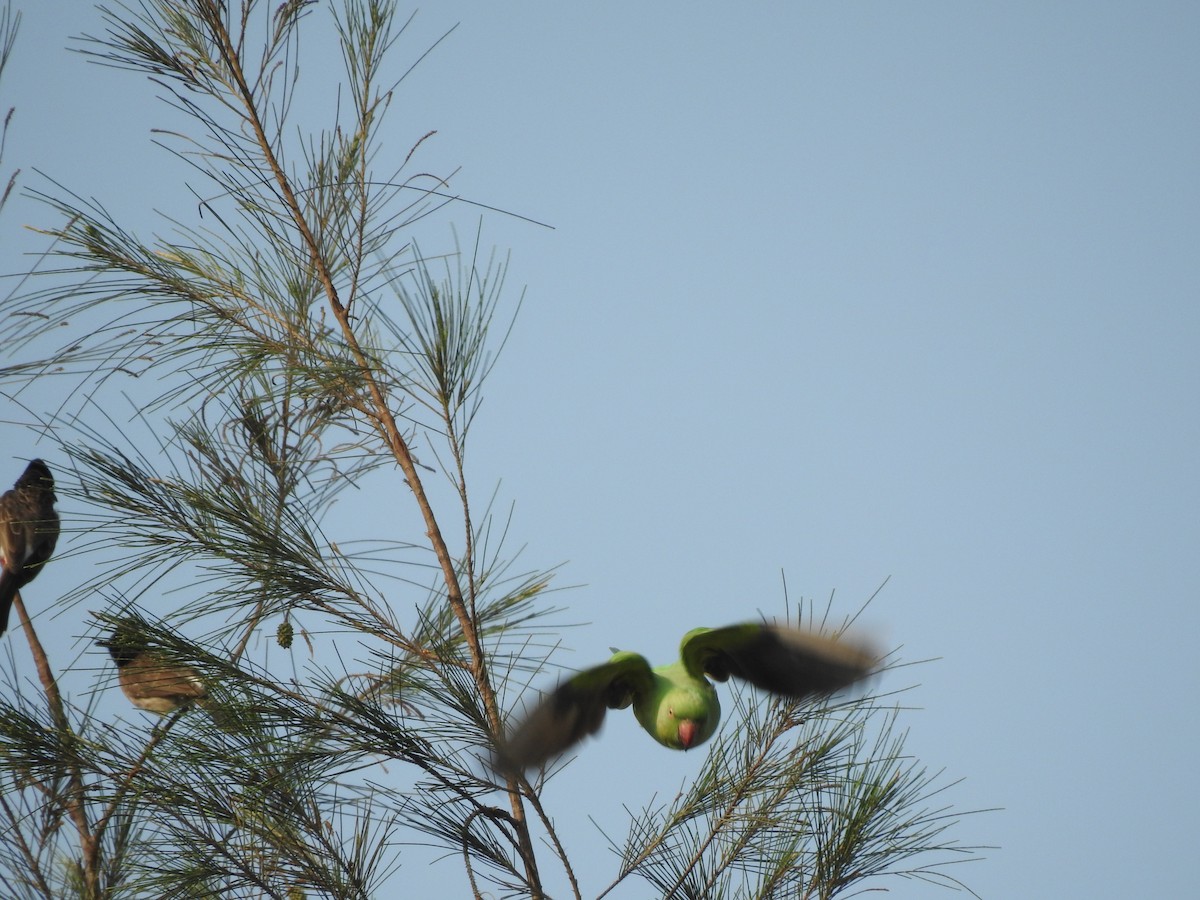 Rose-ringed Parakeet - ML635736407