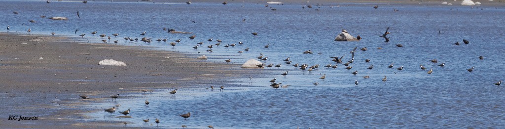 American Golden-Plover - ML635736416