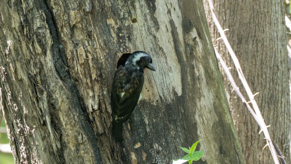 White-eared Barbet - ML635736451