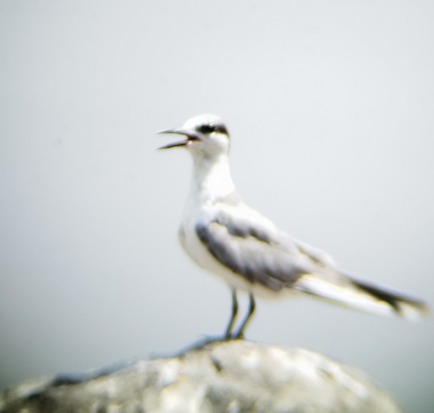 Mignattino piombato - ML635736701