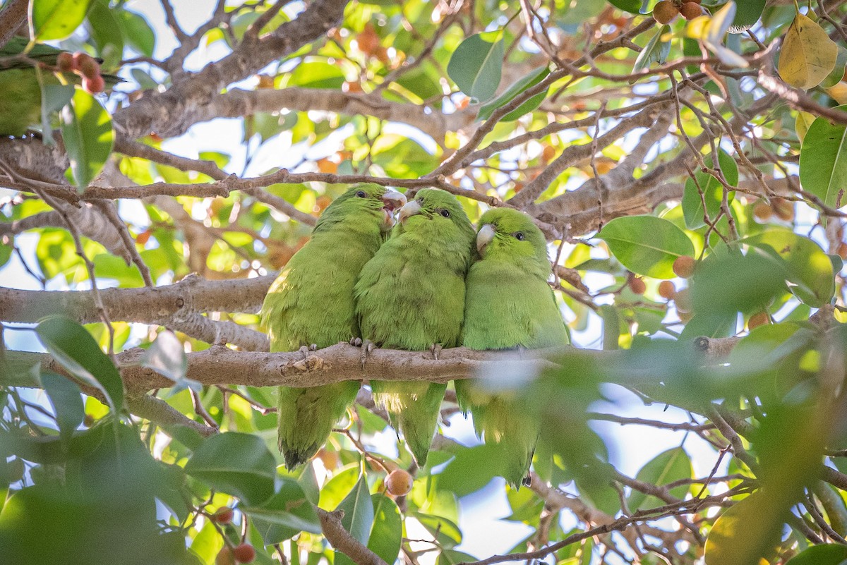 Mexican Parrotlet - ML635736730