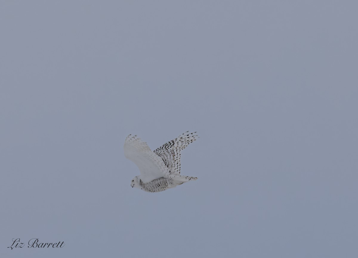 Цэвдгийн ууль - ML635736760