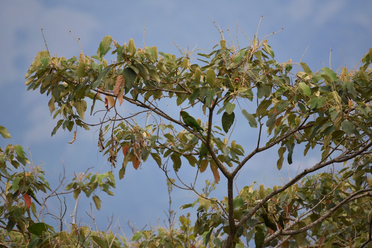 Scarlet-fronted/Cordilleran Parakeet - ML635736761