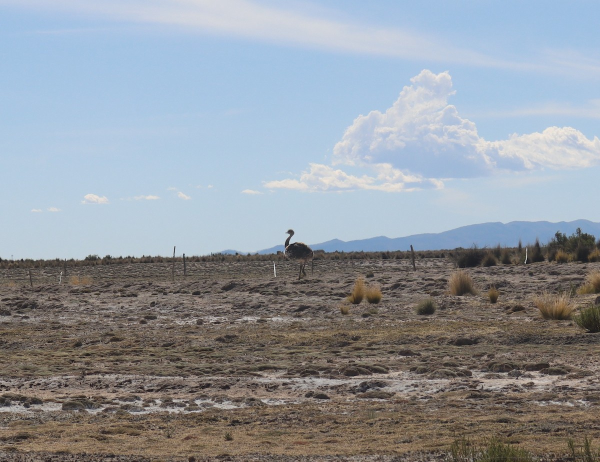 Lesser Rhea - ML635736813