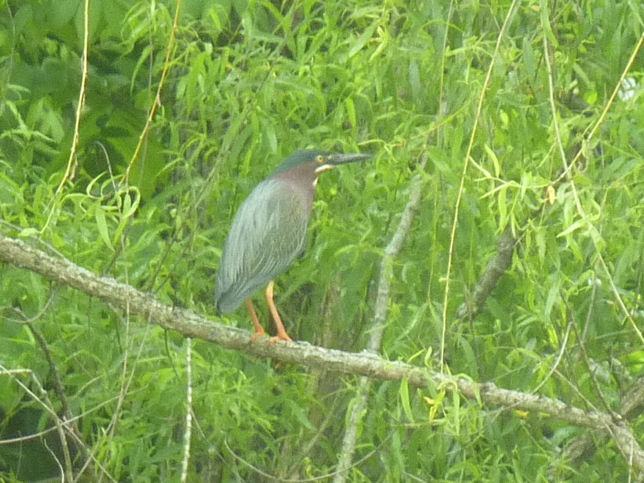 Green Heron - ML635736937