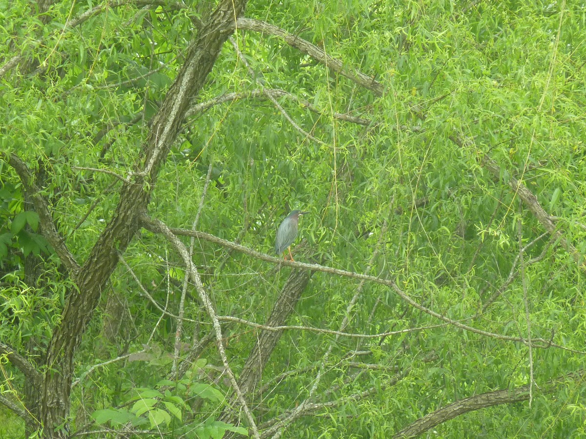 Green Heron - ML635736938