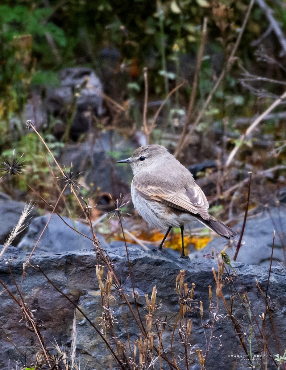 Spot-billed Ground-Tyrant - ML635737040